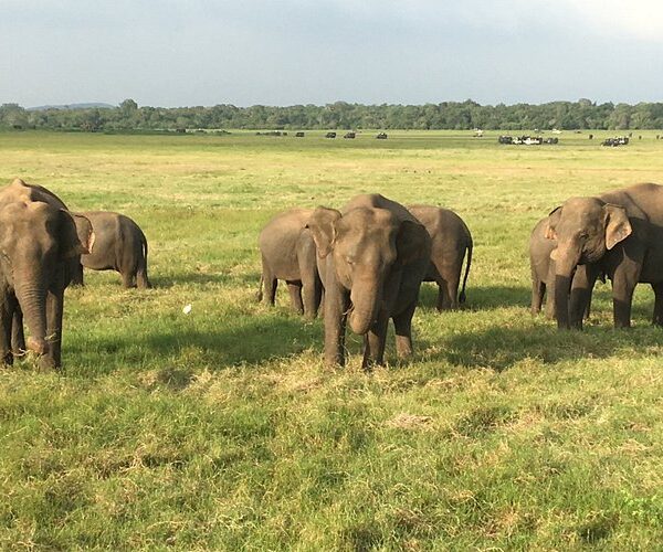 Habarana elephants-min