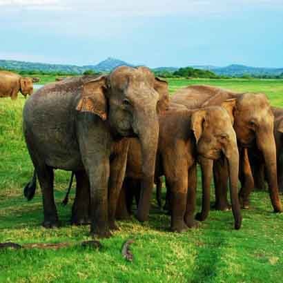 minneriya national park